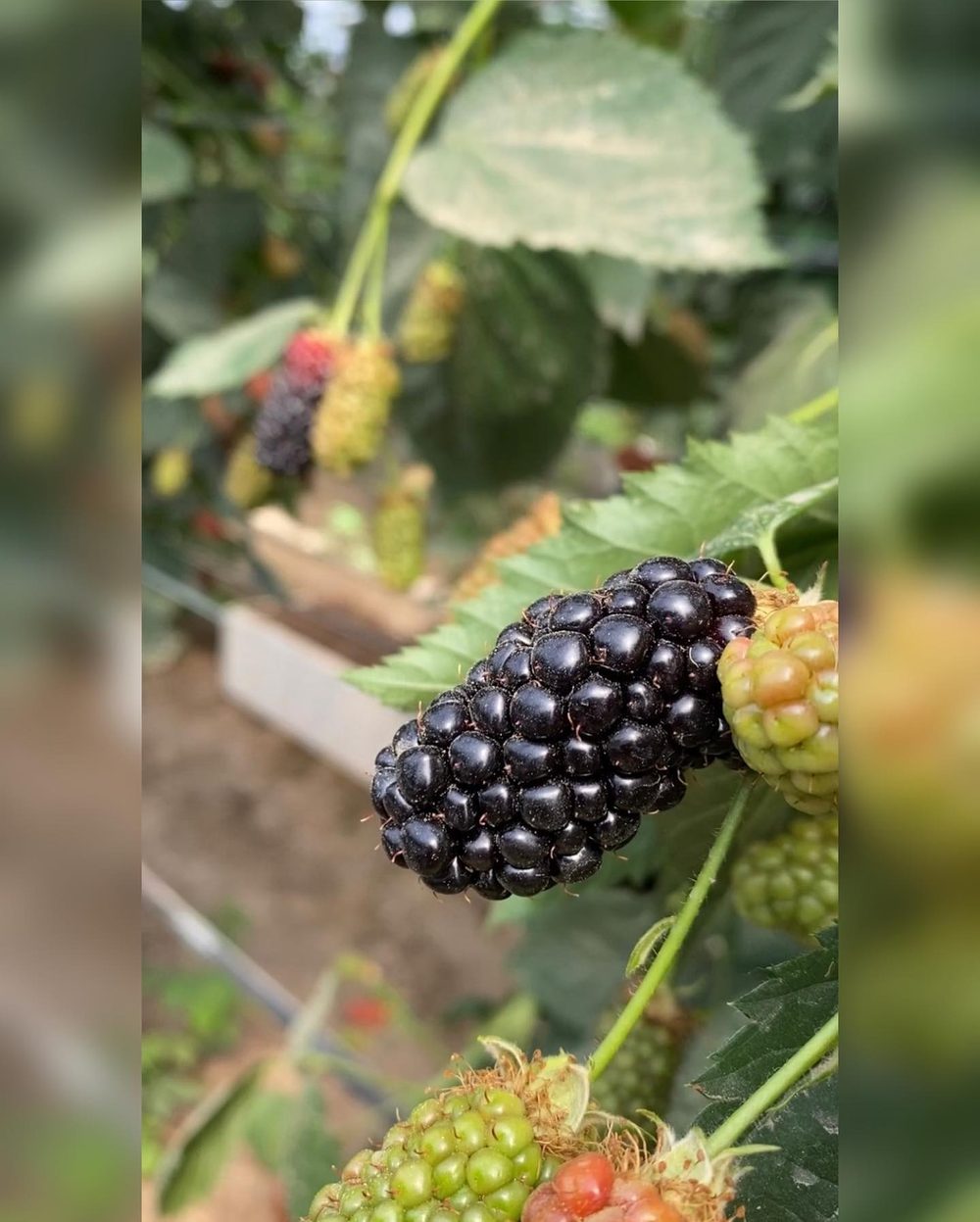 Blackberry on the bush