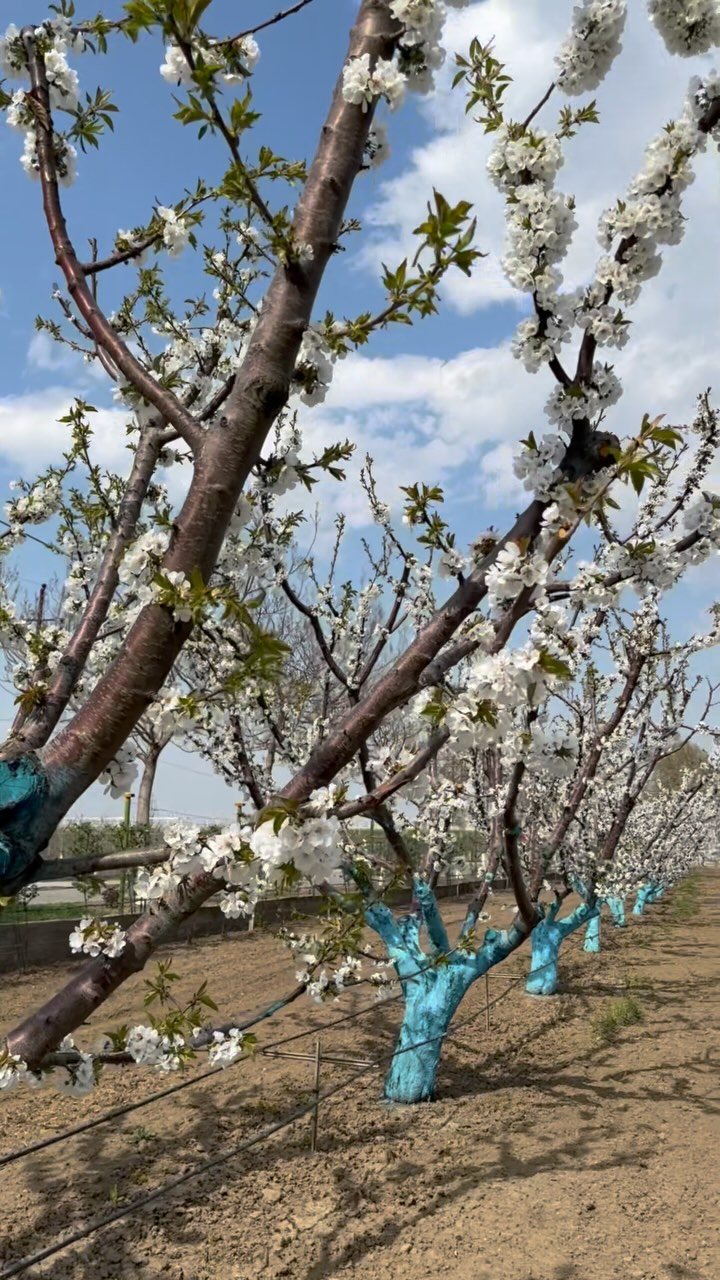 Orchard in spring blossom