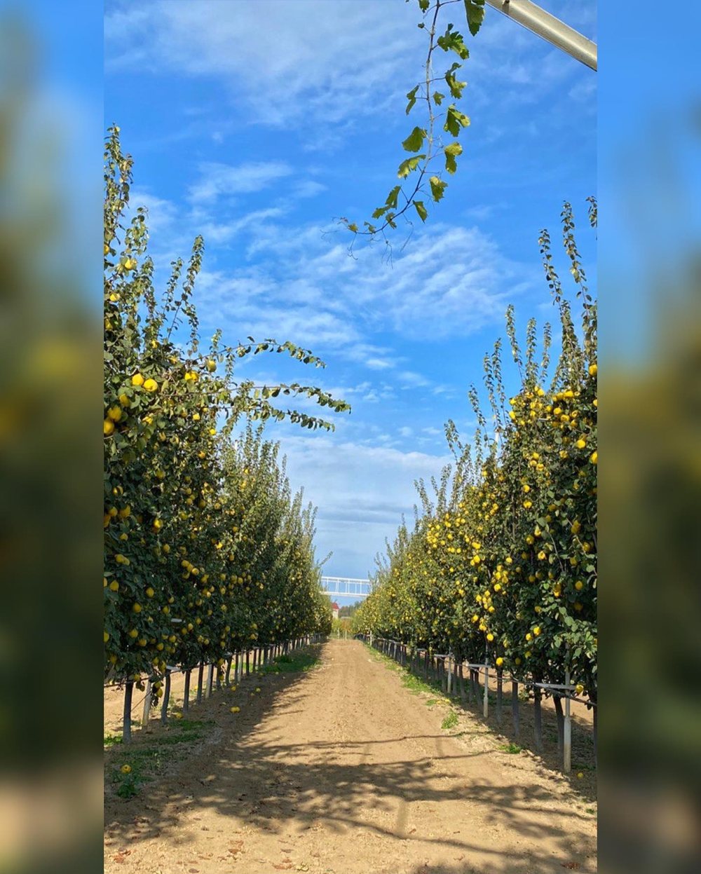 Rows of quince trees with fruit